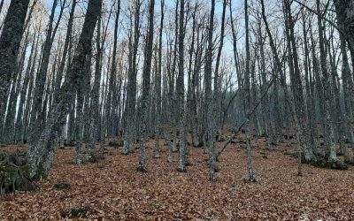 El Castañar de El Tiemblo, Reserva Natural en Ávila